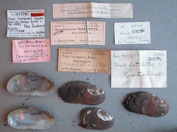 specimen