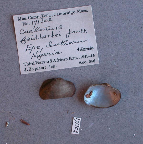 specimen