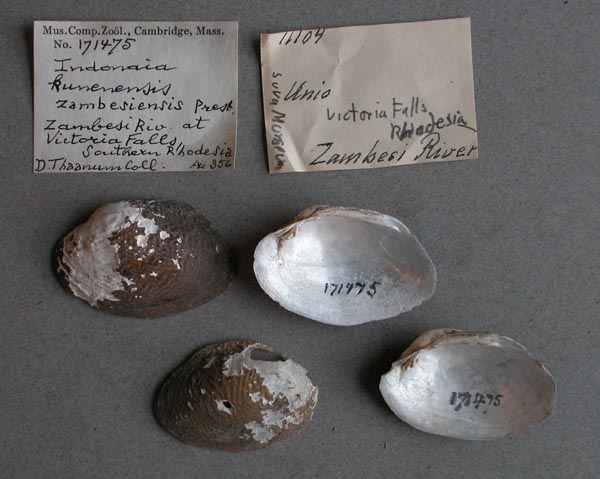 specimen