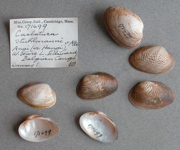 specimen