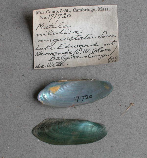 specimen