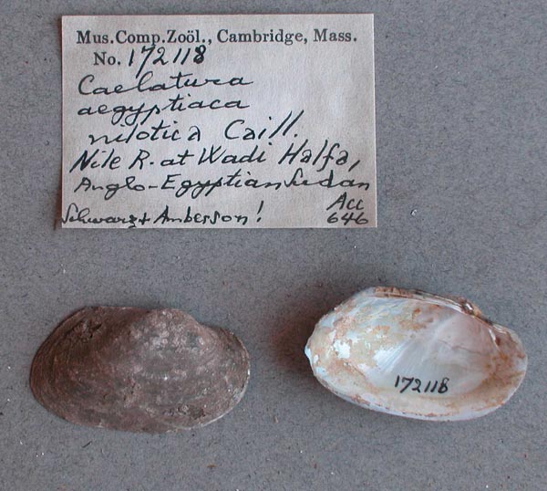 specimen