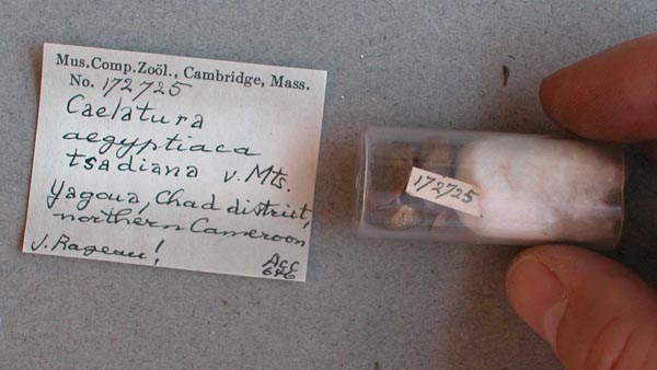 specimen