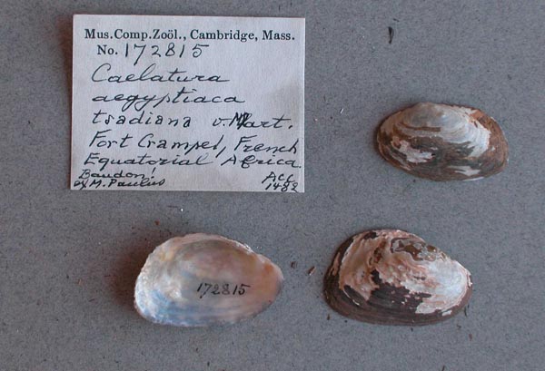 specimen