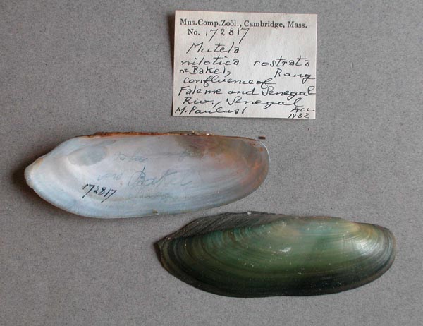 specimen