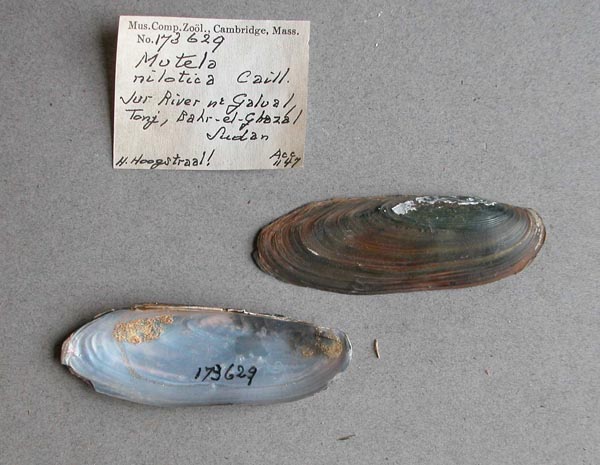 specimen