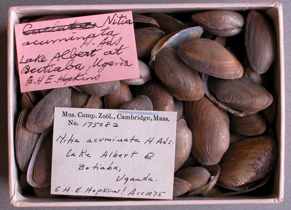specimen