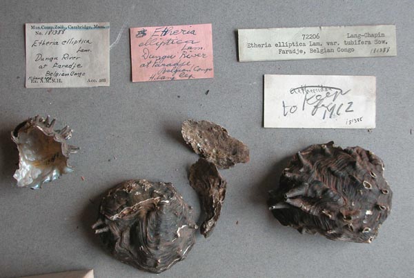 specimen