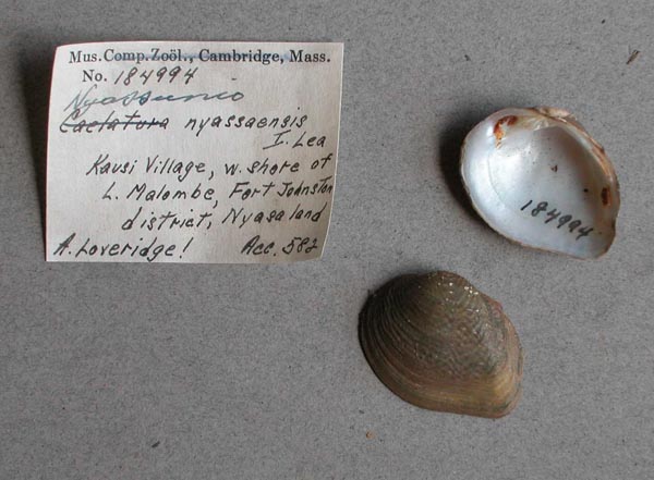 specimen