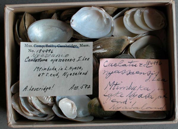 specimen