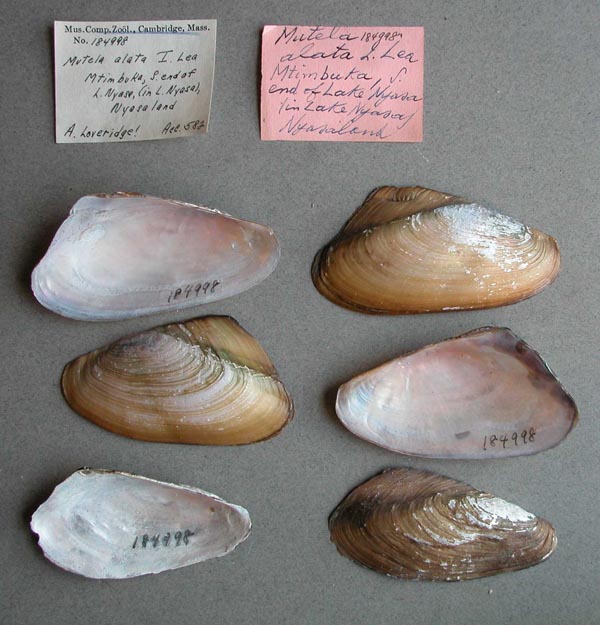 specimen