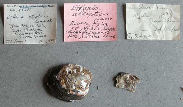 specimen