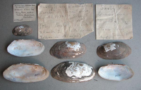 specimen