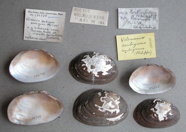specimen