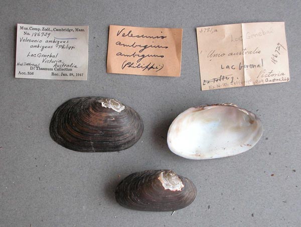 specimen
