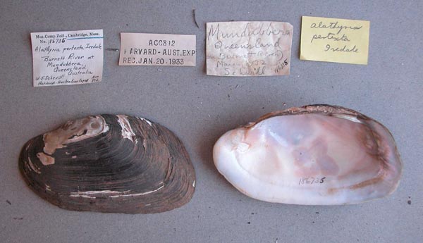 specimen