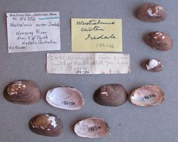 specimen
