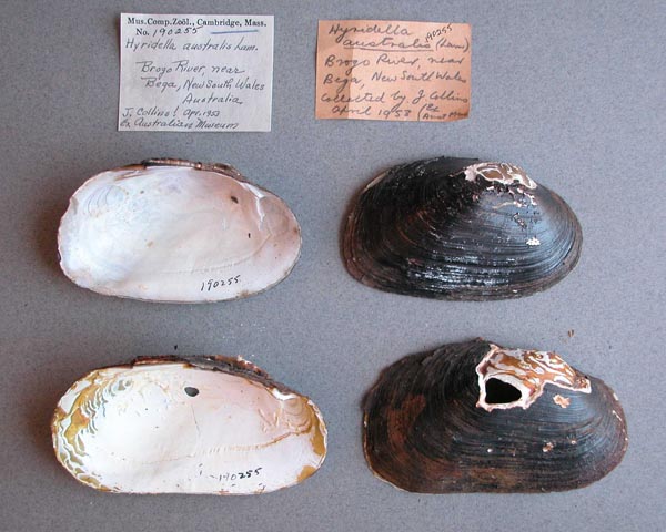 specimen