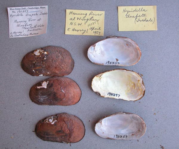specimen