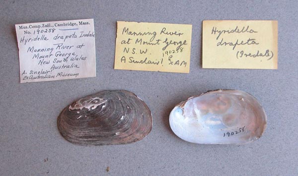 specimen