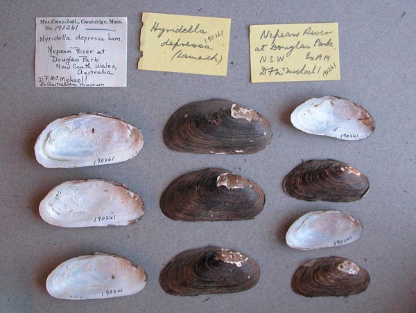 specimen