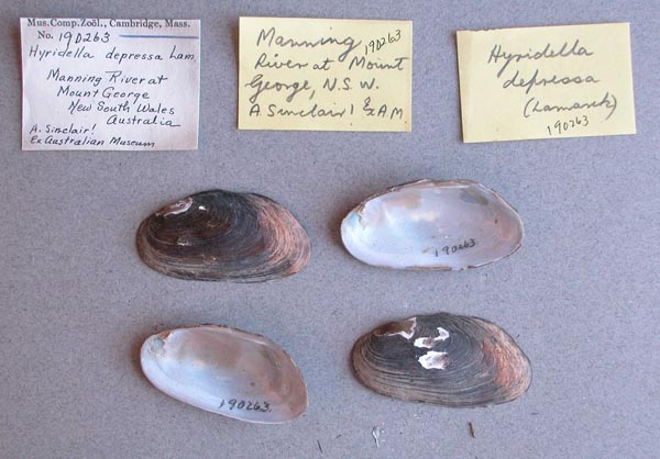 specimen