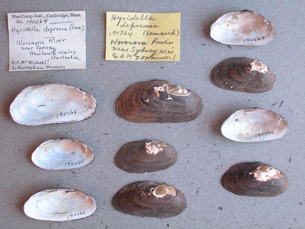 specimen