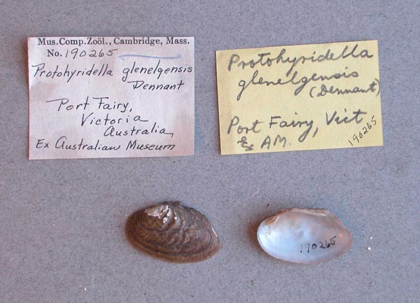 specimen