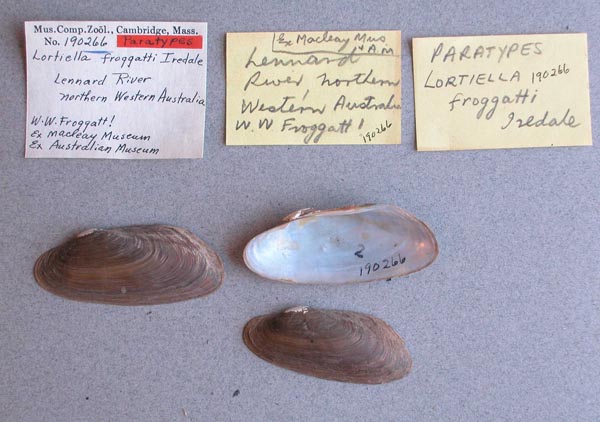 specimen