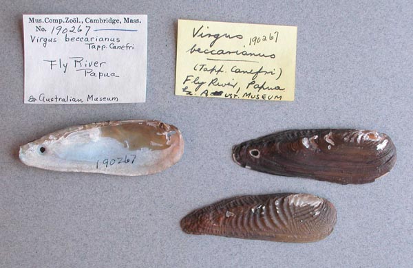 specimen