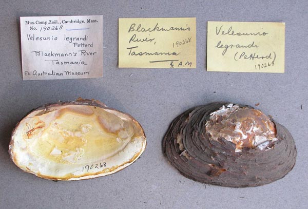 specimen