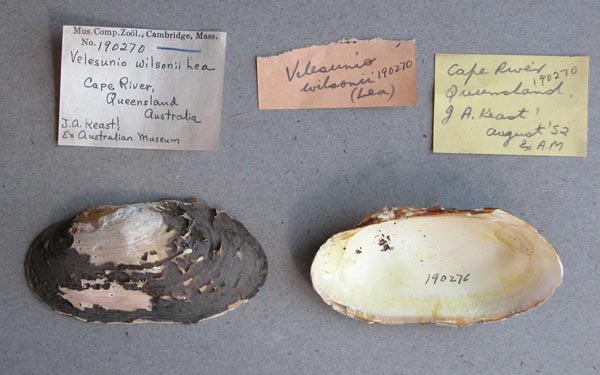 specimen