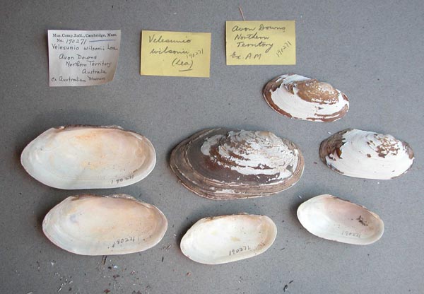 specimen