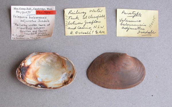 specimen
