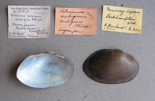 specimen