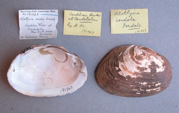 specimen