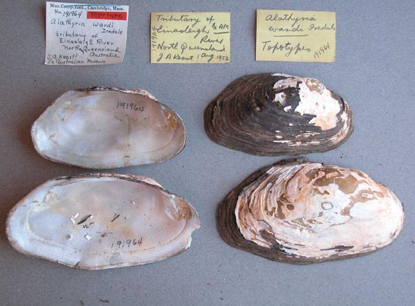 specimen