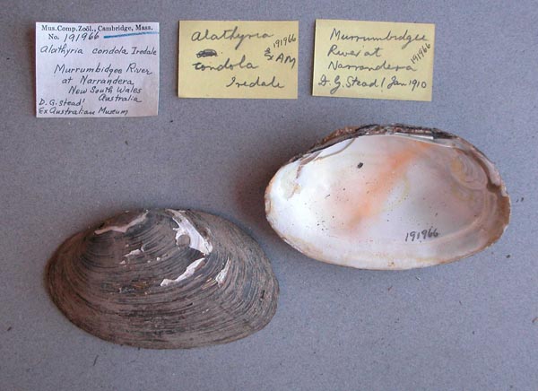 specimen