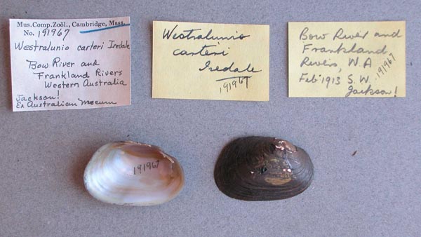 specimen