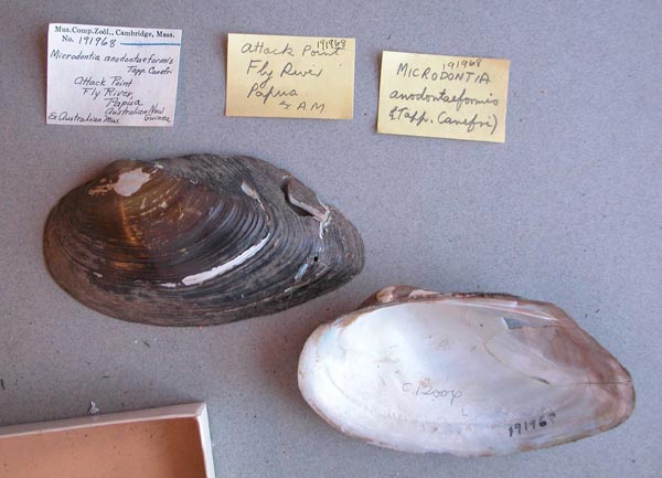 specimen