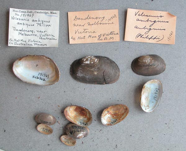 specimen