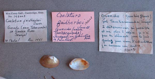 specimen