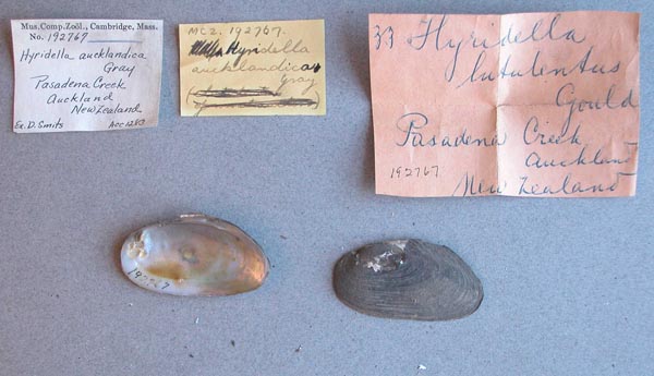 specimen