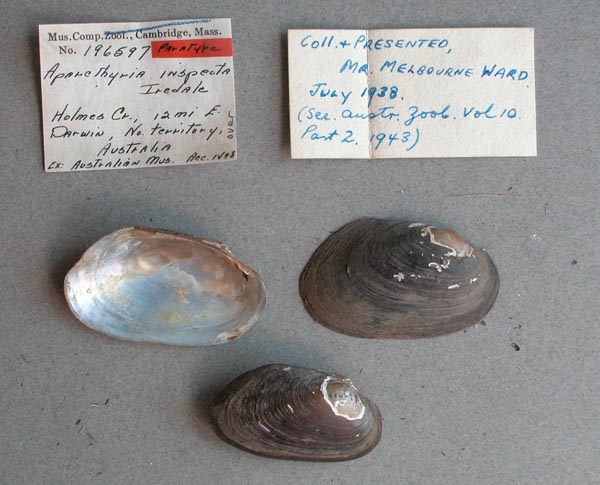 specimen