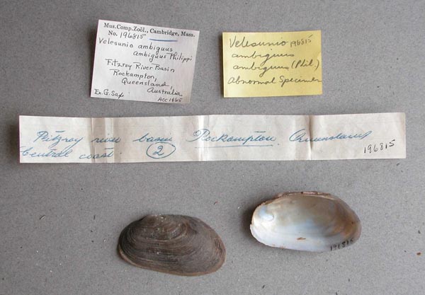 specimen