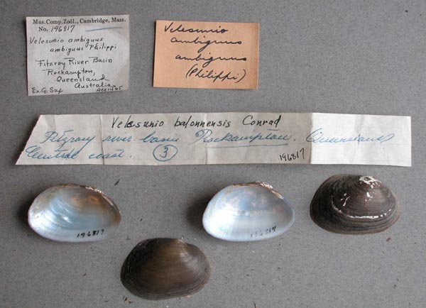 specimen
