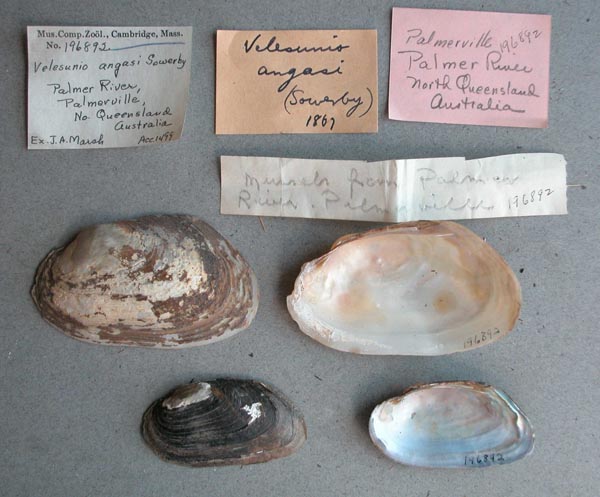 specimen