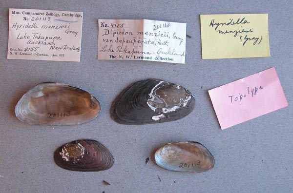 specimen