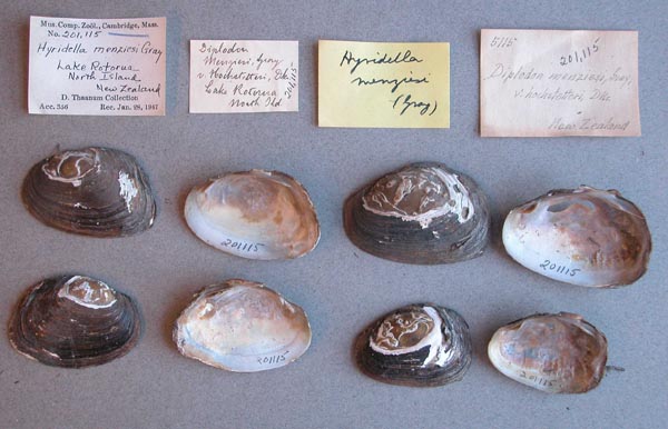specimen