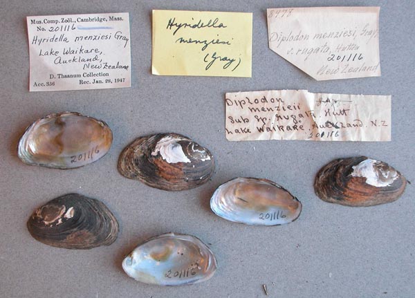 specimen